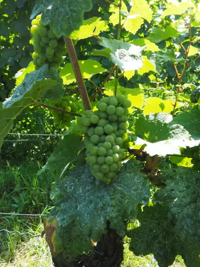 Saxony, Germany | Grapes at Hofl&ouml;&szlig;nitz Winery