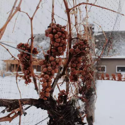 A bunch of icewine grapes on a fence