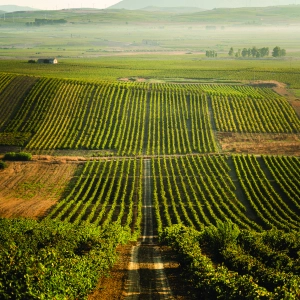 Beautiful vineyards in Sicily, Italy Beautiful vineyards in Sicily, Italy