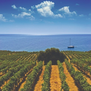 A vineyard and a sailboat on the ocean in Sicily, Italy A vineyard and a sailboat on the ocean in Sicily, Italy
