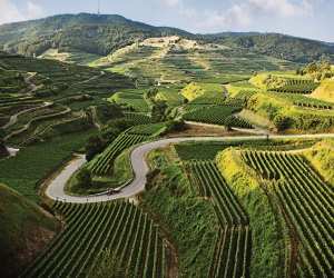 Wines of Germany | Germany is one of the world's most prolific wine producers