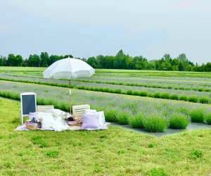 A Piano Piano picnic at Avalon Lavender Farm