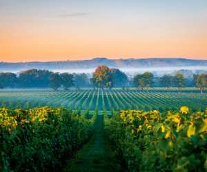 Inside England’s evolving wine regions | A view of Nyetimber Manor Vineyard at dusk