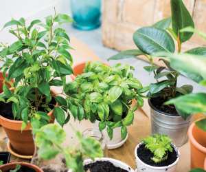 Growing your own salad greens and ingredients