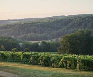Canadian pét-nats | Benjamin Bridge vineyard at sunrise