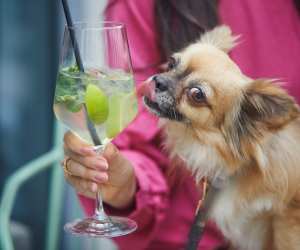 Toronto's best dog-friendly patios | A chihuahua licks a cocktail glass on a patio