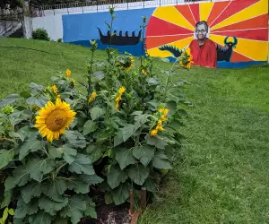 Chef Johl Whiteduck Ringuette Indigenous food sovereignty | Bickford park community garden with Pauline Shirt mural