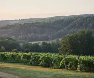 Canadian pét-nats | Benjamin Bridge vineyard at sunrise