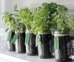 Gardening for beginners | Growing vegetables and herbs indoors