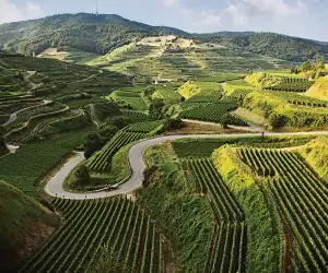 Wines of Germany | Germany is one of the world's most prolific wine producers